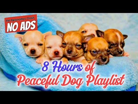 8 HOURS of Soothing Dog Sleep Music - Quiet Nights | Pet Relaxation Oasis