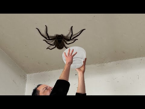 Biggest Creatures Ever Caught On Camera !