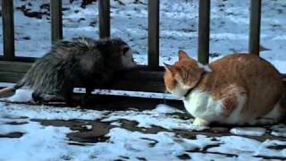 Opossum and Cat Fight