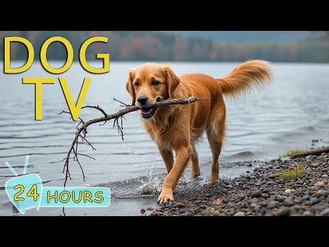 DOG TV: The Perfect Home Alone Solution for Dogs - Anti-Anxiety Videos & Relaxing Music for Dogs