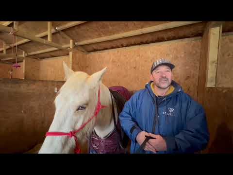 What do Horse’s & Potato chips have in common ?