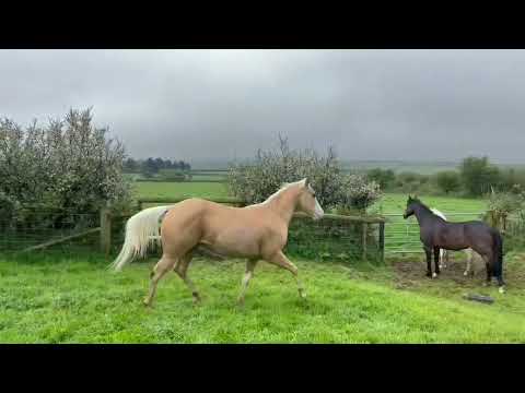 Wow ! Just wow ! CHEVY has gone off to grow into an adult horse