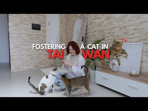 Meet our Foster Cat here in Taiwan 🐱🇹🇼❤️ 在台灣認識我們的新寄養貓