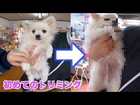 子犬のポメラニアン♪ぽこ初めてのトリミングでつるつるに❤︎