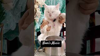 Cat playing drum #shorts #viral #cat #funny #trending #funnyvideo #funnycatvideos