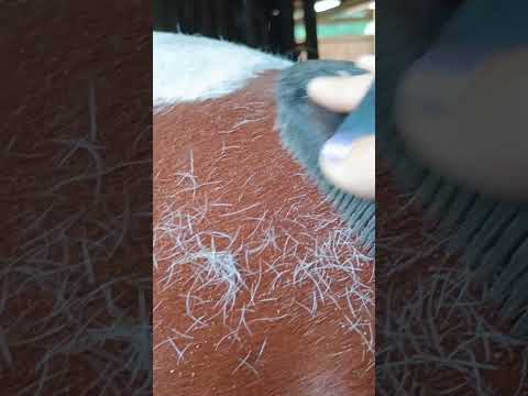 Grooming my 27 year-old horse! ❤️🐴