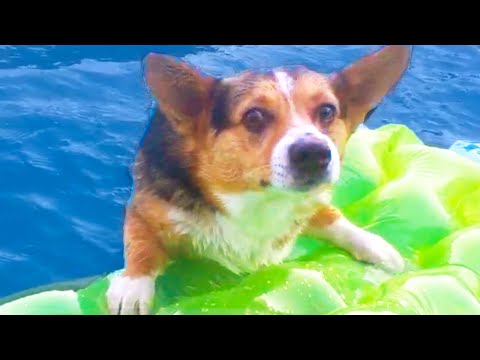 CORGI FALLS IN POOL! | FUNNY DOGS