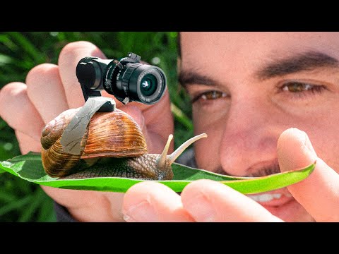 Why I put a camera on a snail