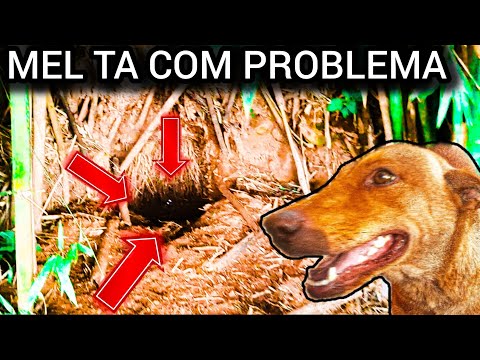 A MEL TA ESTRANHA DEMAIS ! ( ENCONTREI UMA TOCA SECRETA )