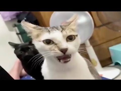 Funny Pets Try Not To Laugh 🐧 - Funniest CATS And DOGS 😺🐶