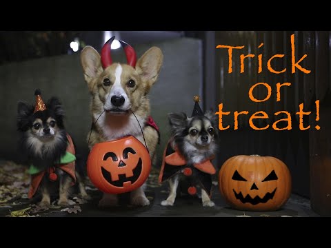 TRICK OR TREAT! - Topi the Corgi