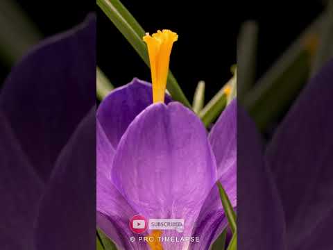 CROCUS FLOWERS Time Lapse #shorts