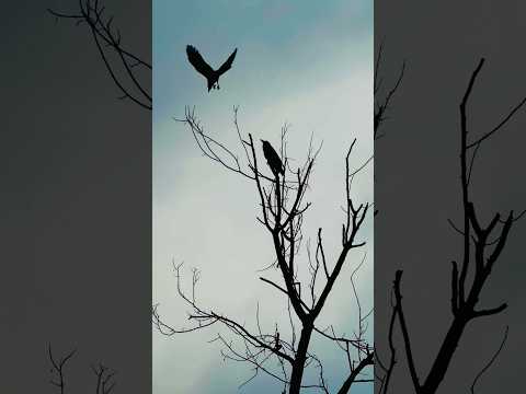 #yt #nature #birds #wildlife #ytshorts #trending #viralshort #