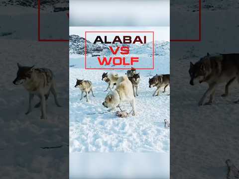 Alabai vs Wolf🐺#shorts #dog #wolf