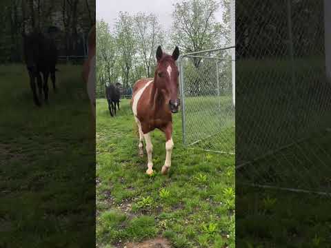 THEY ESCAPED!! #horse #horselover #equestrian #escape