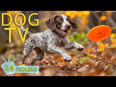 DOG TV for Dogs to Watch: Video for Dog to Entertain Prevent Boredom When Home Alone - Music for Dog