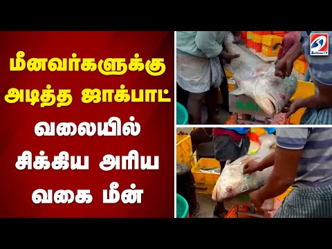 மீனவர்களுக்கு அடித்த ஜாக்பாட் - வலையில் சிக்கிய அரியவகை மீன்