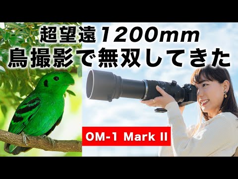 【異次元な手振れ補正】超望遠レンズ！シンガポールで鳥撮影天国【OM SYSTEM OM-1 Mark II】