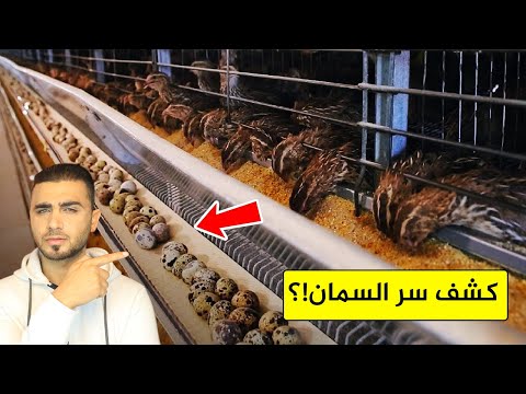 لماذا يتنافس العالم على إنتاج طائر السمان😱الصراع على بيض السمان😱المزراع تكشف الحقيقة!