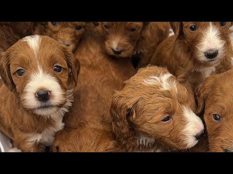 Jersey x Pax Puppy Pick Live! Goldendoodles