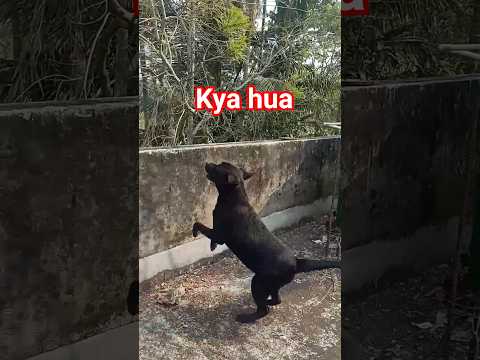 Kya hua#short labrador laika