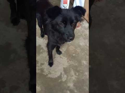 Cute dog#short german spitz dogi