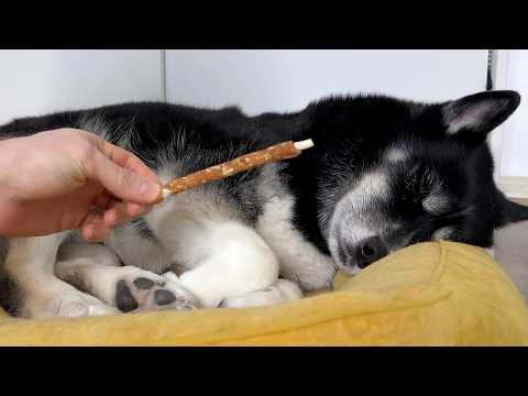 I Put a Treat Right in FRONT Of the Sleeping DOGS and CATS! Husky's funny reaction