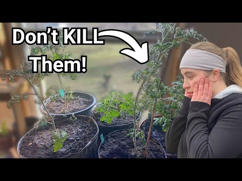 SAVE Your Tomatoes from Transplant Shock!