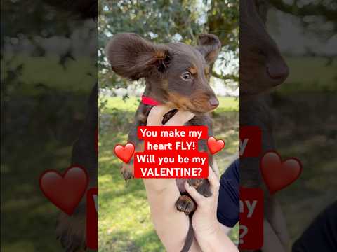 Will YOU be my Valentine? #minidachshund #puppy #love #dachshund #weinerdog #cutepuppy #valentines