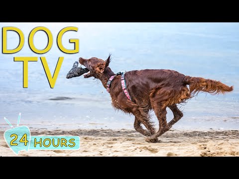 DOG TV: Video Prevent Boredom and Calm Dogs When Home Alone - Music Entertaining & Relax for Dogs