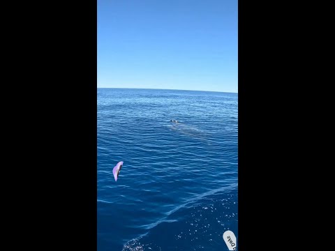 these dolphins just really love hanging with Australian creator @FieldDays #dolphins #ocean #sailing