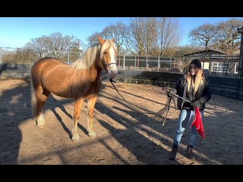 Terrified abused horse is rescued!!