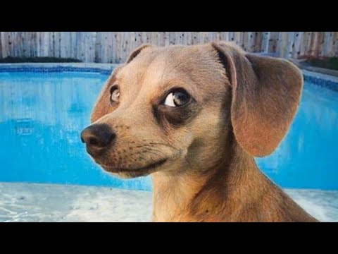 DOGS are the FUNNIEST creatures on Earth 😂 NEW Funny Dog Videos