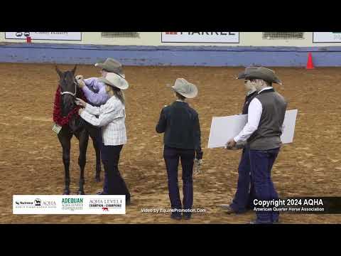 2024 AQHA Select Weanling Fillies World Champion