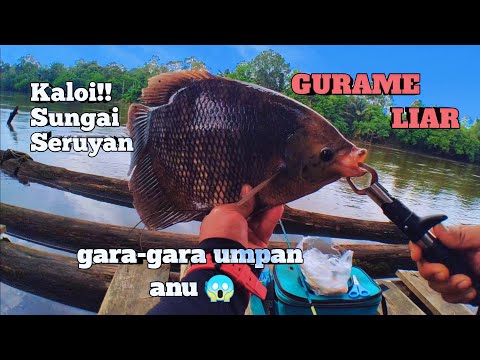 UMPAN JITU KALOI || MANCING GURAME SUNGAI KALIMANTAN || CARA MANCING GURAME LIAR #038