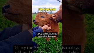 This Highland Cow is 10 Days Old ❤️