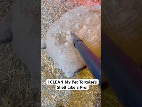 I CLEAN My Pet Tortoise's Shell Like a Pro!🐢#shorts #tortoise