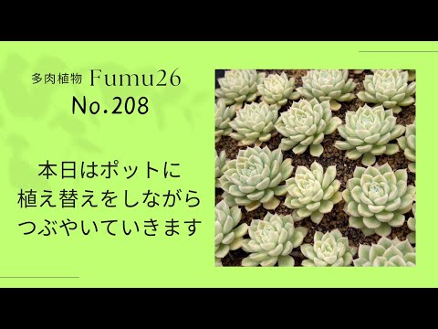 【多肉植物】モリモリ育った苗のご紹介とFumu26ケイのつぶやき話