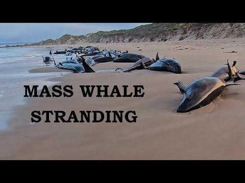 False Killer Whales Stranded On Tasmanian Beach