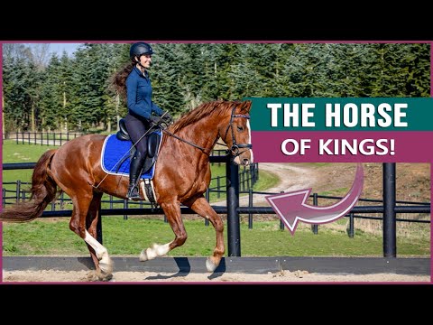 Equestrian Rides the Frederiksborg Horse in Denmark!