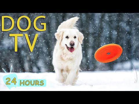 DOG TV for Dogs to Watch: Video Entertain & Best Relaxing Music for Dogs Home Alone - Music for Dogs