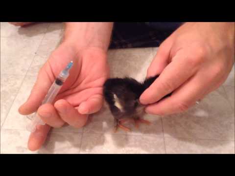 How to Vaccinate a Chick