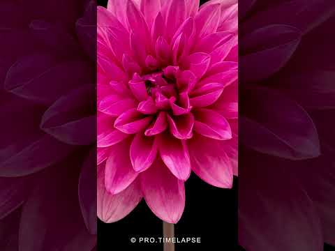 Dahlia flower blooming, Time Lapse #shorts