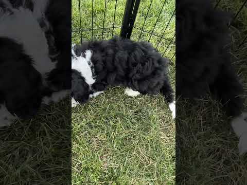 Doodles hanging out during some exposure training #music #goldendoodle #sheepadoodle #puppylife