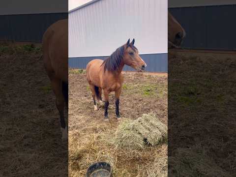 Update On Dodger Our New Horse