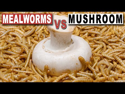 5000 MEALWORMS  VS  MUSHROOM, Time Lapse