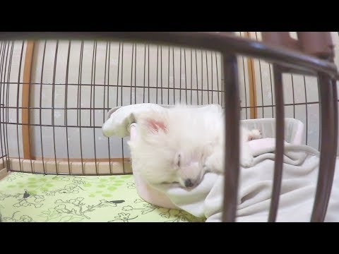 ポメラニアンの子犬とお昼寝♪【ぽこあぽこ】sleeping puppy