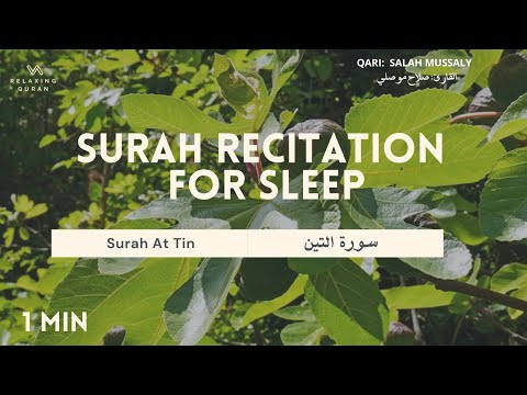 Surah Recitation for Sleep Surah At Tin The Fig