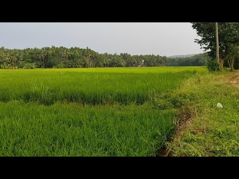 ഈ മനോഹരമായ സ്ഥലം എവിടെയാണെന്ന് പറയാമോ?🥰 #മനോഹരമായസ്ഥലം