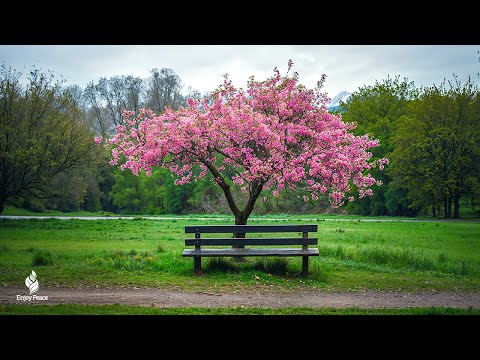 Good relaxing music to reduce stress - Relaxing music for mental healing & meditation